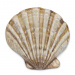 Decorative shell Loulé, S