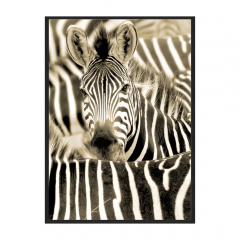 Wall Art Serengeti Zebra 100x140