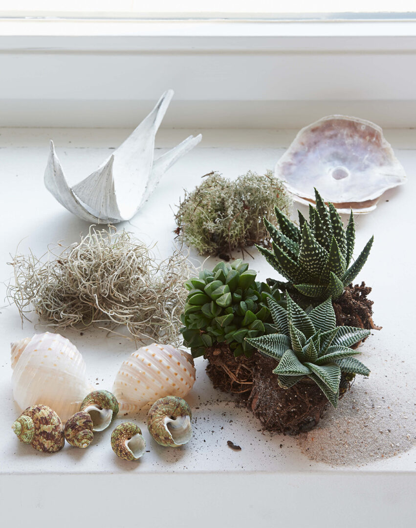 How to_Image_1080x1370px_Succulenten_1