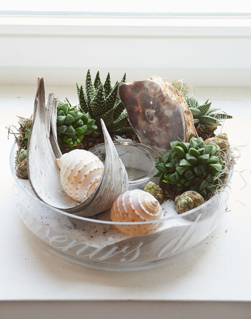 How to_Image_1080x1370px_Succulenten_5